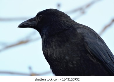 A Upper Body Shot Of A Carrion Crow (Corvus Corone).