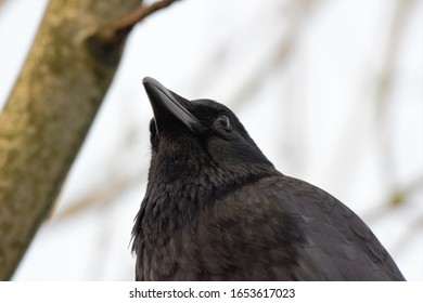 A Upper Body Shot Of A Carrion Crow (Corvus Corone).