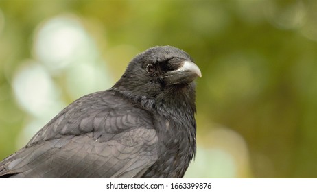 An Upper Body Shot Of A Carrion Crow (Corvus Corone).