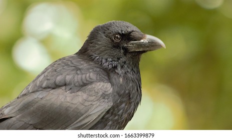 An Upper Body Shot Of A Carrion Crow (Corvus Corone).