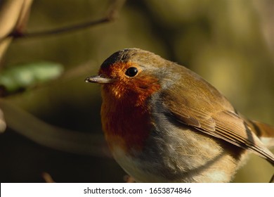 An Upper Body Shot Of A European Robin (Erithacus Rubecula).