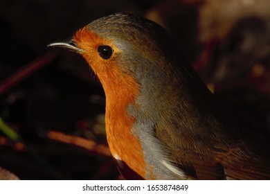 An Upper Body Shot Of A European Robin (Erithacus Rubecula).