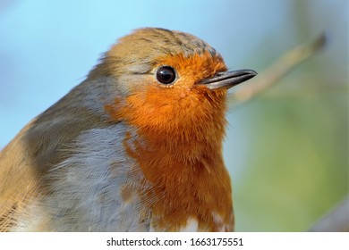 An Upper Body Shot Of A European Robin (Erithacus Rubecula).