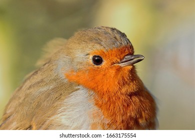 An Upper Body Shot Of A European Robin (Erithacus Rubecula).