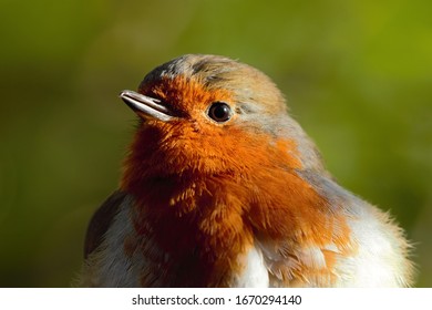 An Upper Body Shot Of A European Robin (Erithacus Rubecula).