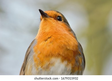 An Upper Body Shot Of A European Robin (Erithacus Rubecula).