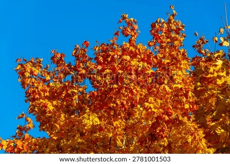 The upper canopy of a maple tree bursts with firey orange and red leaves, providing a dynamic contrast against the pure, cloudless blue of the sky.