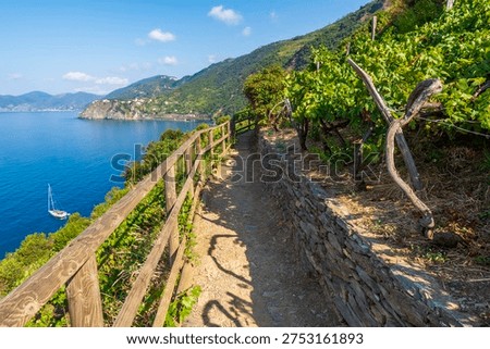 Upper Cinque Terre Trail Between Manarola and Corniglia Italy