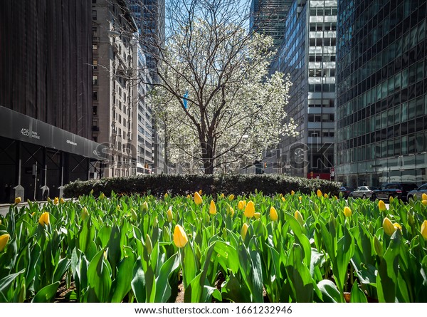 Upper East Side, Manhattan, New York, USA - April 3,\
2016\
The low perspective of the beautiful yellow tulips and sakura\
tree at the beginning of spring in the streets of New York. Sunny\
day.