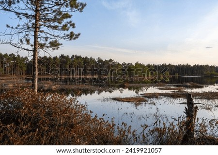Upper forest swamp in the golden hour in the spring evening. Calm water over the quagmire, and swampy mossy tumps. Wooded shaky shores with pines and wild rosemary. Low blue sky with cloudy haze