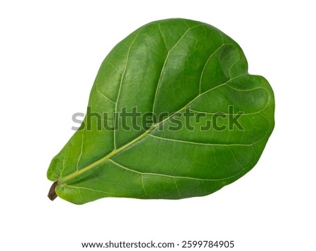 Upper leaf of a fiddle leaf fig (lat: Ficus lyrata) isolated on white.