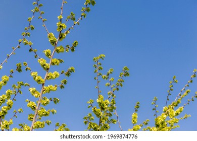 The upper part of the crown of a young tree Ulmus laevis (or ulmus glabra, elm) with spherical bunches of green fruits (achenes) against the sky in the spring morning. Selective focus.