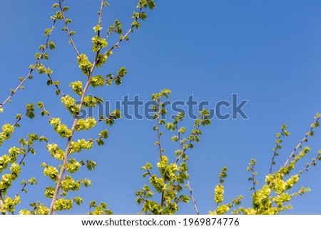 The upper part of the crown of a young tree Ulmus laevis (or ulmus glabra, elm) with spherical bunches of green fruits (achenes) against the sky in the spring morning. Selective focus.