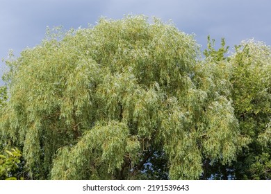 Upper Part Of The Old Willow Tree Illuminated By The Sun In Windy Day On A Background Of The Dark Cloudy Sky
