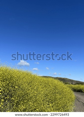 The upper part of the picture is blue sky, and the lower part is full of small yellow wildflowers.  There are three small white clouds at the junction