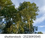 Upper parts of the old high common ash trees against the partly  cloudy sky in evening light at sunset in summer 
