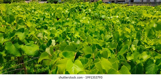 Upper Side Of Edible Delaware Field