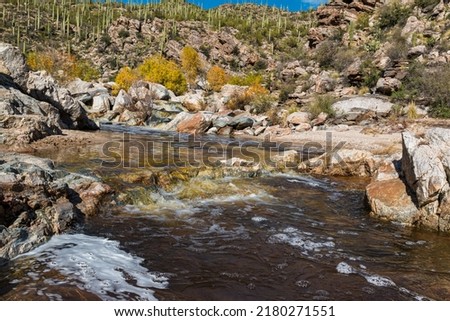 Upper Tanque Verde Canyon, Rincon Mountain District, Saguaro National Park, Arizona, USA