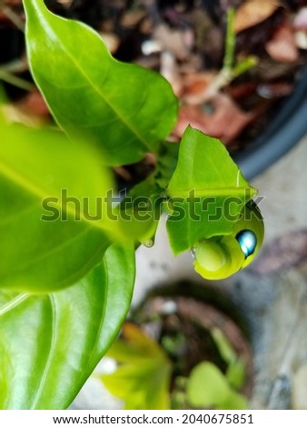 Upper view of butterfly catapiller eating leaf