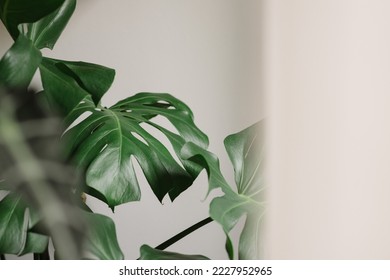 Upper view Exotic tropical green Monstera deliciosa leaves in natural light. Home gardening background. Trendy home urban jungle space. Monstera deliciosa foliage plant. Selective focus. copy space.