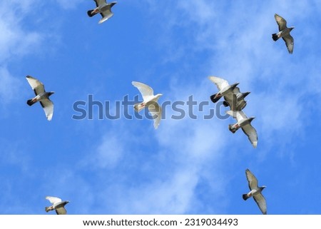upper view flock  of homing pigeon flying against beautiful blue sky with white cloud