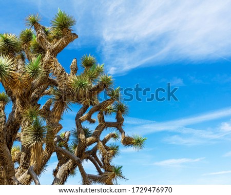Upper view of a Joshua Tree with blue sky