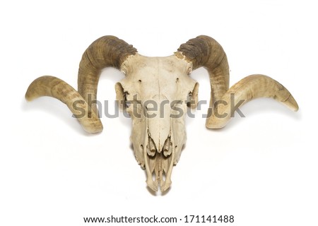 Upper view ram skull
