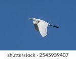 Upperwing of the elegant Intermediate Egret Ardea intermedia, AKA Medium Egret, in profile view underneath the bright blue sky