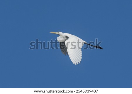 Upperwing of the elegant Intermediate Egret Ardea intermedia, AKA Medium Egret, in profile view underneath the bright blue sky