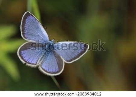 upperwings of green underside blue (Glaucopsyche alexis) buttefly