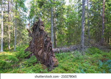 Upprooted spruce tree in the forest