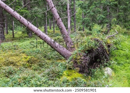 Upproted tree in a spruce forest