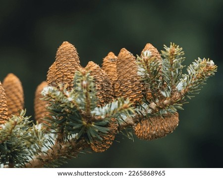 Upright cones of the Korean fir (Abies koreana) on a branch of the tree.