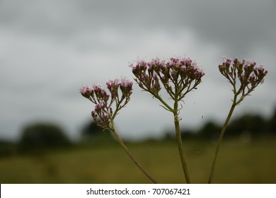 Japanese Hedge Parsley Images Stock Photos Vectors Shutterstock