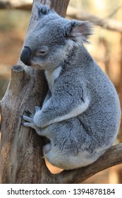 upright picture of lazy wild koala in tree on south coast of australia