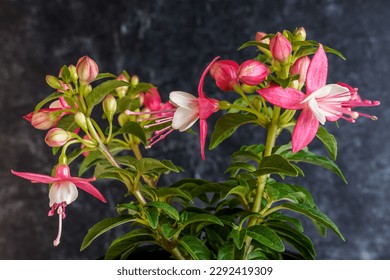 Planta fucsia rosa y