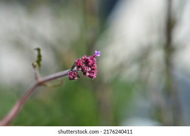 Upright Verbena Lollipop Flower Buds - Latin Name - Verbena Bonariensis Lollipop