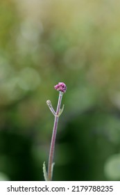 Upright Verbena Lollipop Flower Buds - Latin Name - Verbena Bonariensis Lollipop