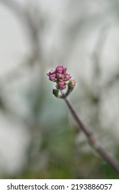 Upright Verbena Lollipop Flower Buds - Latin Name - Verbena Bonariensis Lollipop