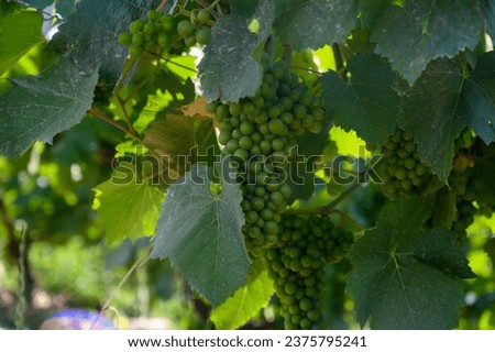 Upripe green grapes on champagne vineyards in Cote des Bar, Aube, south of Champange region, France