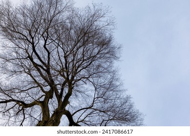 Uprisen angle with view of leafless tree twig under blue clear sky in sunny day, Silhouette of bare branches trees after leaves fallen in winter, Nature texture pattern background.