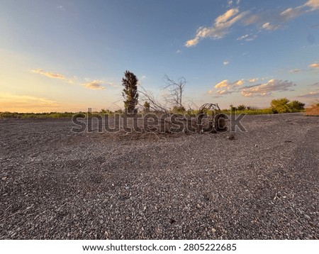 Uprooted dry tree lying on dirt road in steppe landscape at sunset.
Atmospheric scene with a large uprooted dry tree lying on a gravel road in the vast steppe. Single green tree in the background under golden evening sky. Evokes themes of nature, change, solitude and rural landscapes.