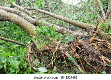 143 Fallen banana trees Images, Stock Photos & Vectors | Shutterstock