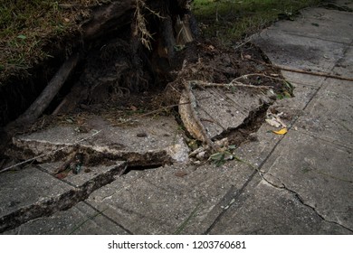 Uprooted From Hurricane Michael