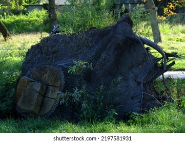 Uprooted Oak Stump Lies In The Forest