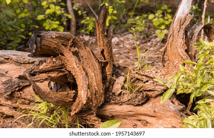 Uprooted And Partly Burnt Stump 