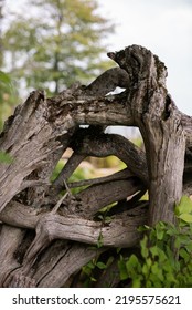 Uprooted Roots Of A Big Tree Stump Above Ground.