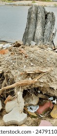 uprooted the tree by the heavy Strom wind, pulled out of the ground on the road,more likely to occur when soils are wet and the tree's roots are unable to securely anchor themselves in the soil.