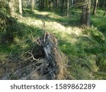 Uprooted tree in the forest.