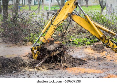 uprooted tree from the ground, uprooting the stumps, tree removal